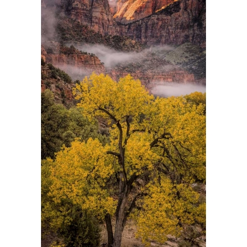 USA, Utah, Zion NP Foggy autumn landscape
